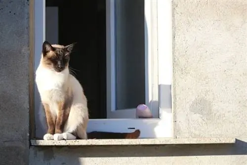 siames katt vid fönstret