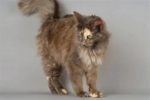 Tortoiseshell Turkish Angora na nakatayo sa kulay abong background