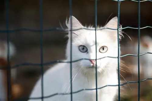 Gatto bianco dietro un recinto