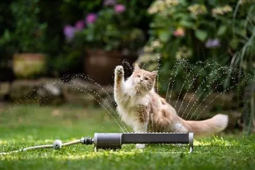 room tabby maine coon kat speel water