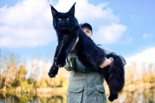 vajzë që mban macen e madhe Maine Coon