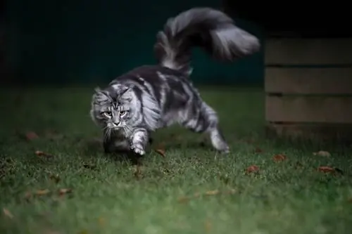 maine coon kucing klasik