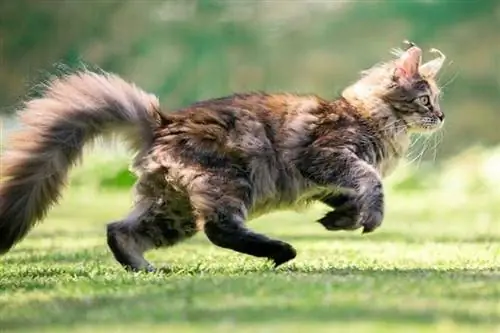 vista laterale di un giovane giocoso gatto maine coon