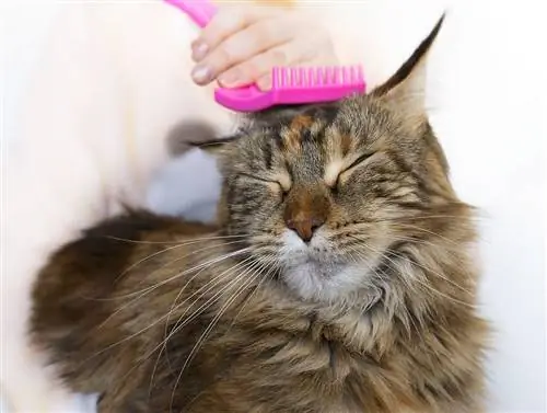 Maine Coon'u fırçalamak