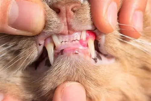 Paano Gamutin ang Gingivitis sa Mga Pusa: Mga Sanhi, Mga Palatandaan, & Mga Paggamot