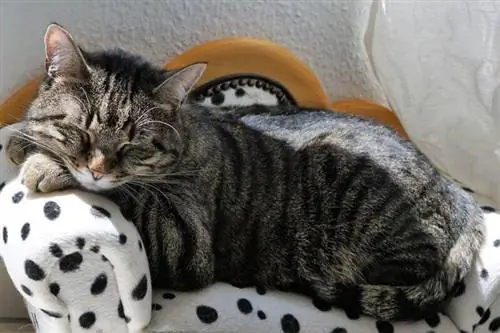 gato durmiendo en un sofa