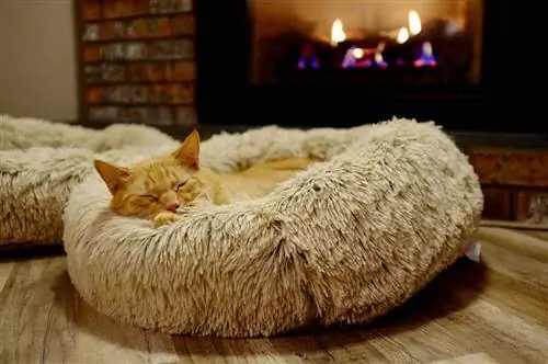 Gato durmiendo en una cama para gatos