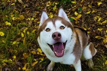 7 Melhores brinquedos para cães para Huskies em 2023 – Avaliações & Principais escolhas