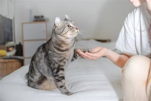 mulher segurando pata de gato