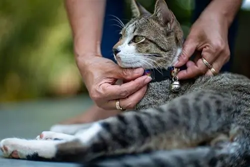 colocando uma coleira em um gato