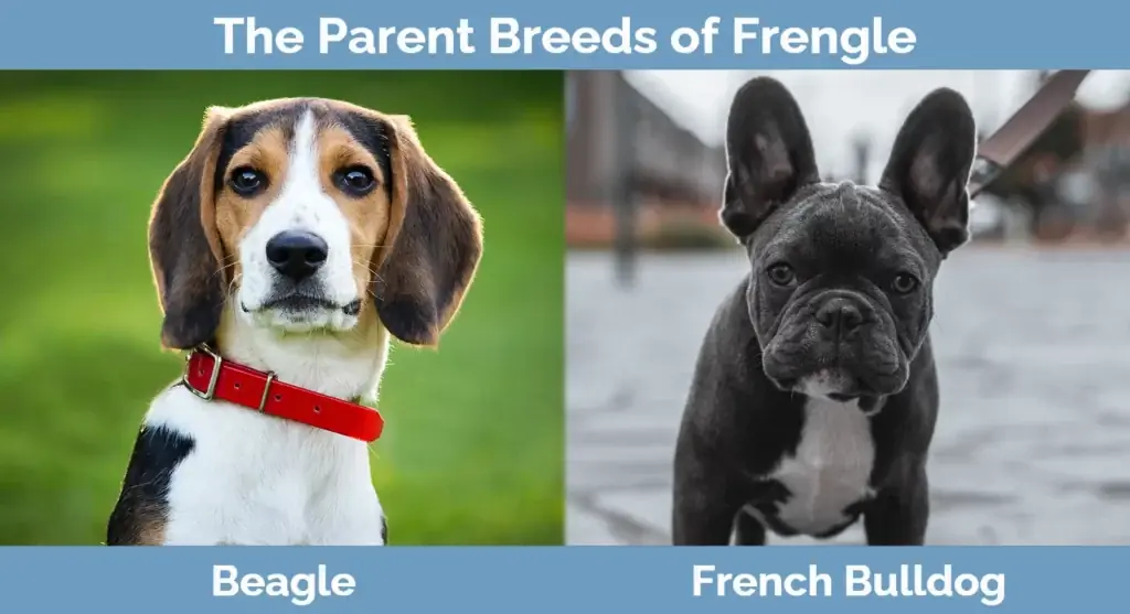 Ang magulang ay nag-breed ng Frengle