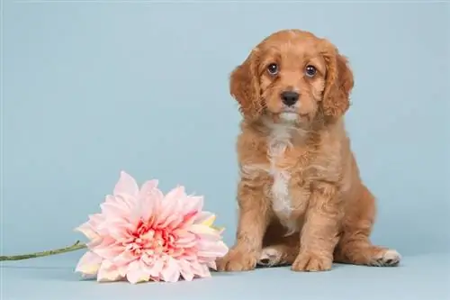 Cavapoo