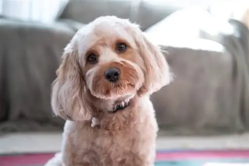 Cavapoo (Cavalier King Charles/Poodle Mix) Thông tin giống, Hình ảnh, Cách chăm sóc & Thêm