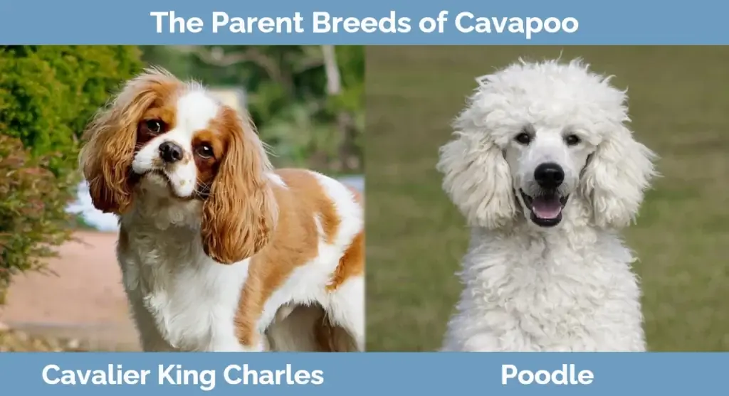 Родителските породи Cavapoo