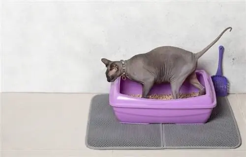 kucing sphynx di tikar kotoran kucing