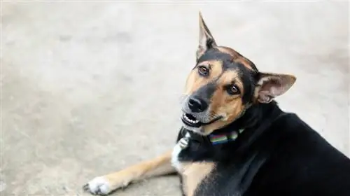 Labrottie (Labrador & Rottweiler Mix) Informacije, slike, temperament, osobine