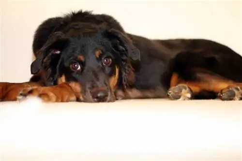 Berner Sennenhund Australian Shepherd Mix: Billeder, Temperament & Træk