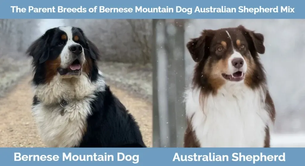 Trah induk dari Bernese Mountain Dog Australian Shepherd Mix