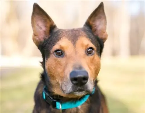 Pastor Alemão Terrier Mix Informações: Fotos, Temperamento & Traços