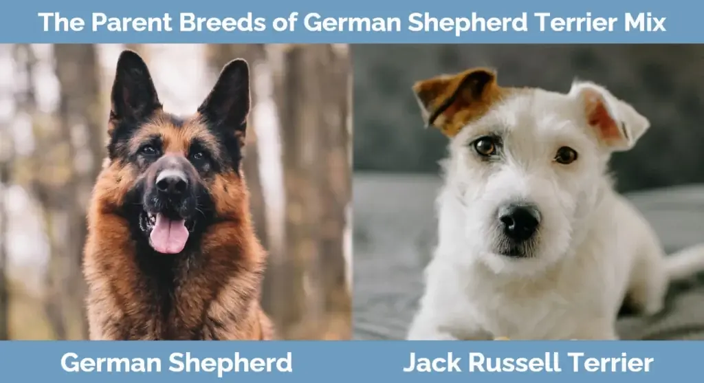 Las razas progenitoras de German Shepherd Terrier Mix