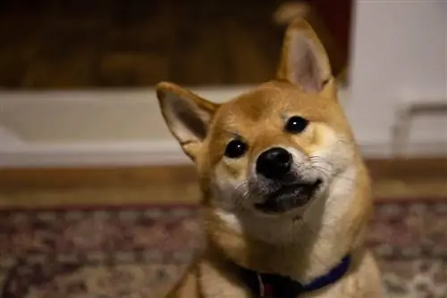 shiba corgi curioso