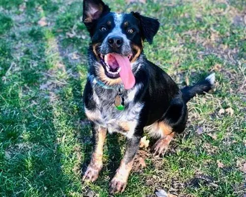 Australian Shepherd Blue Heeler Mix: Info, Prente, Eienskappe & Feite