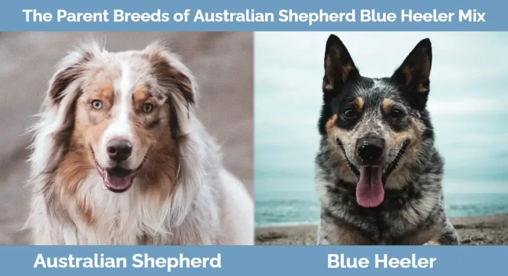 Die ouerrasse van Australian Shepherd Blue Heeler Mix