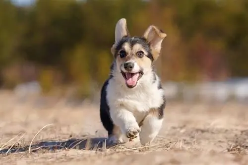 Kardigan Welch Corgi Running