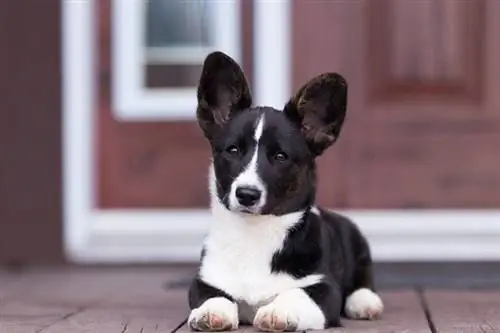 Cardigan Welch Corgi Đen Trắng