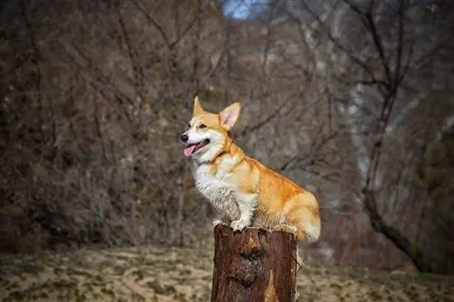 Pembroke Welsh Corgi dev