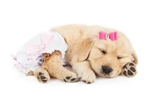 Foto engraçada de um lindo cachorrinho Golden Retriever usando laço rosa e macacão de fralda