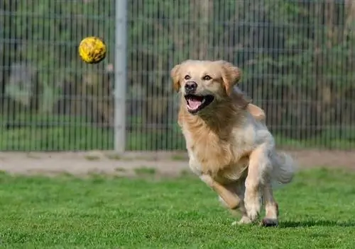 Kuldne retriiver kollase palliga