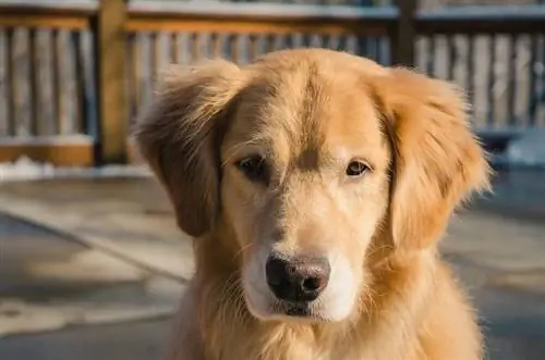 golden retriever portre