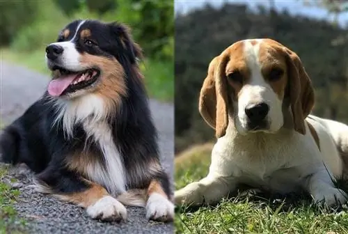 Avstraliyalı Çoban Beagle Qarışıq Məlumat: Şəkillər, Temperament & Xüsusiyyətlər