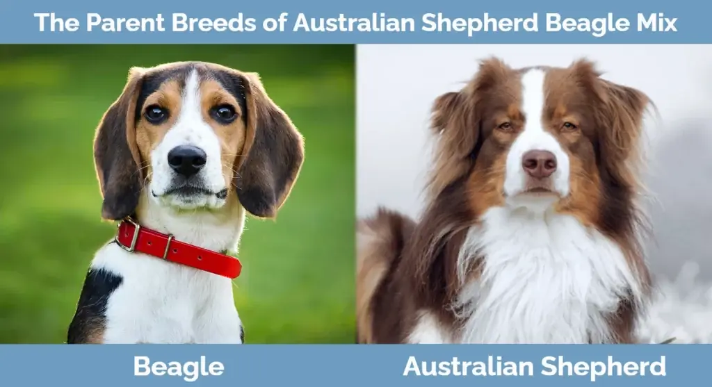 Die Elternrassen des Australian Shepherd Beagle Mix