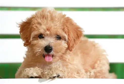 Poodle puppy