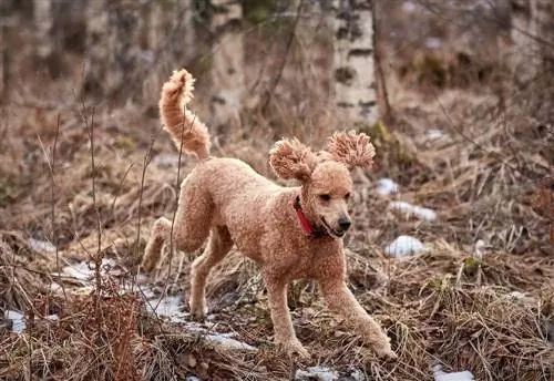 poodle padrão correndo pela floresta