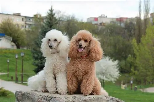 Caniche - Información de raza de perro: imágenes, características & Hechos