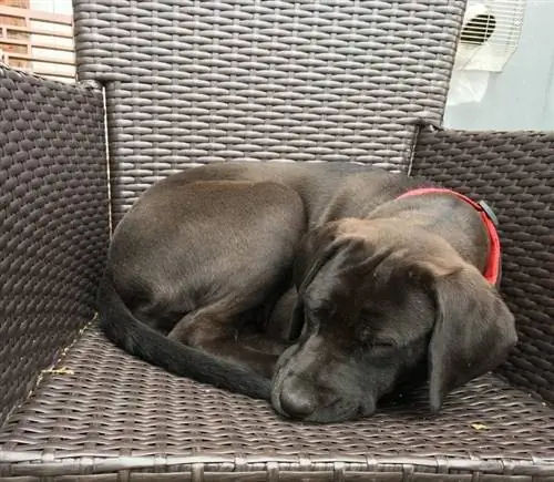 mastador puppy