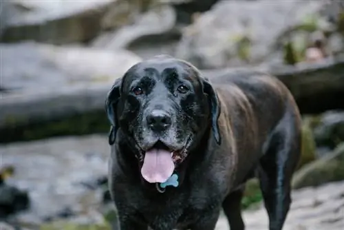 Mastador (Labrador & Mastiff Mix) haqida ma'lumot, rasmlar, faktlar, xususiyatlar