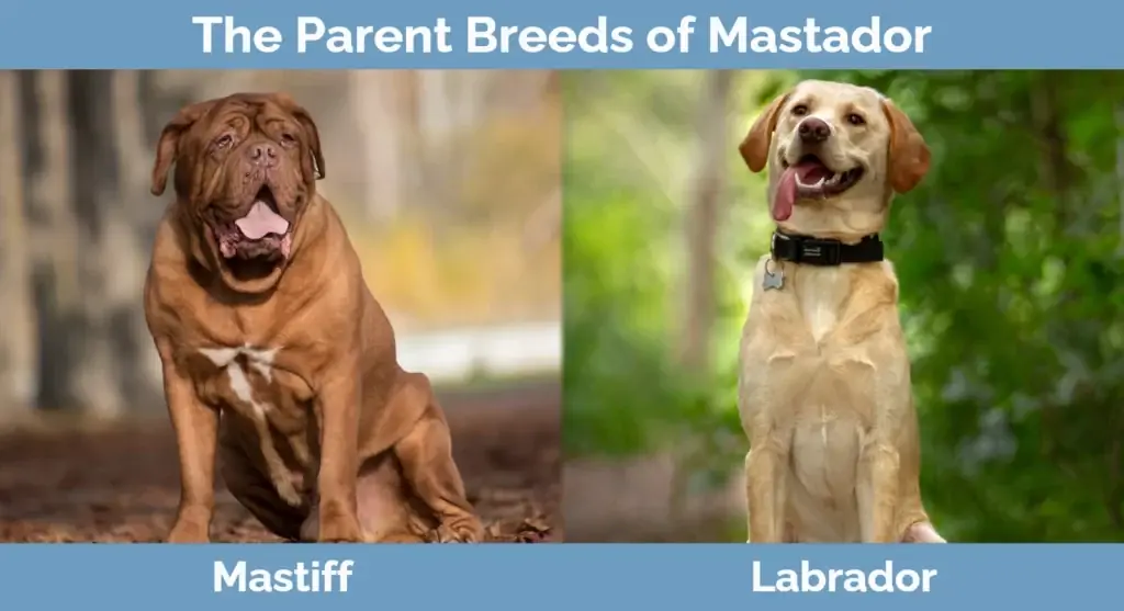 Les races progenitores de Mastador