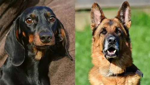 Dachshund German Shepherd ข้อมูลการผสม: รูปภาพ, อารมณ์ & นิสัย