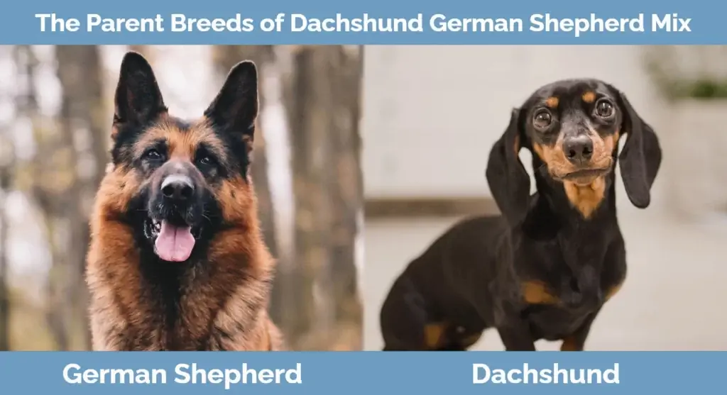 Foreldrerasene til Dachshund tysk Shepherd Mix