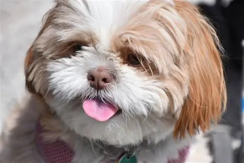 Shih Apso cachorro mestiço