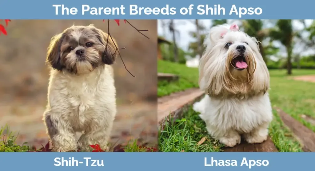 Ang magulang ay nag-aanak ng Shih Apso