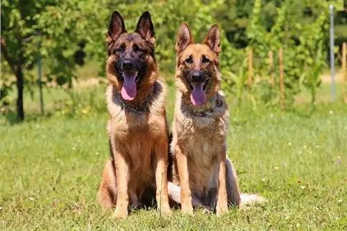 Zwei Deutsche Schäferhunde sitzen auf Gras