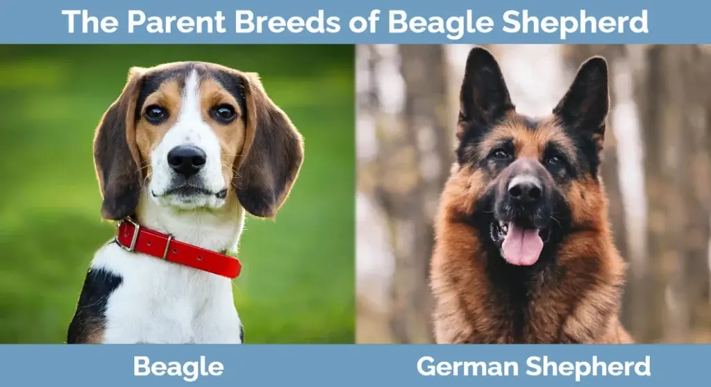 Die Elternrassen des Beagle Shepherd