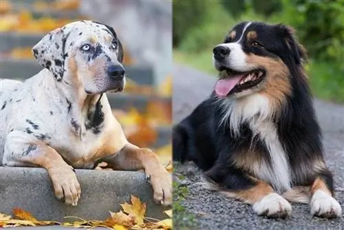 Catahoula Avustralya Çoban Köpeği Karışımı Bilgisi: Resimler, Mizaç & Nitelikler