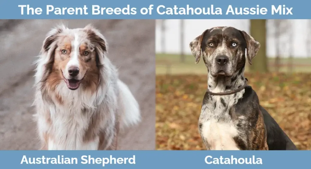 Catahoula Aussie Mix vecāku šķirnes