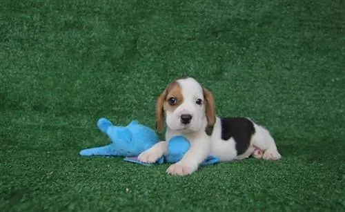 Cachorro beagle de 2 meses _Tony Kan_shutterstock